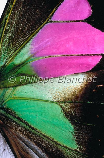 aile graphium weiskei.JPG - Gros plan, ailes de Graphium weiskeiPurple Spotted Swallowtail wingsLepidoptera, PapilionidaePapouasie Nouvelle-Guinée